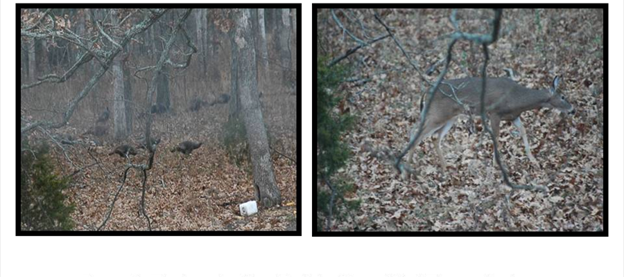 turkey_deer01